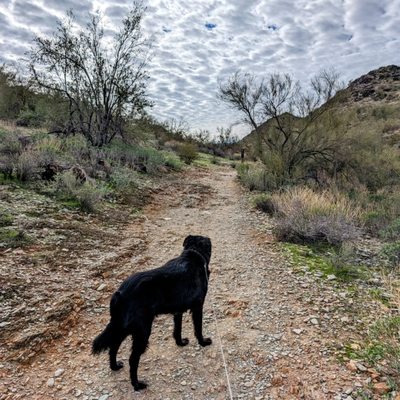 North Mountain Park by null