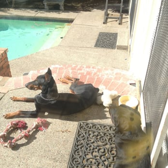 Dan Perata Training - Just hangin out - Pet Training Near Me - San Francisco, California