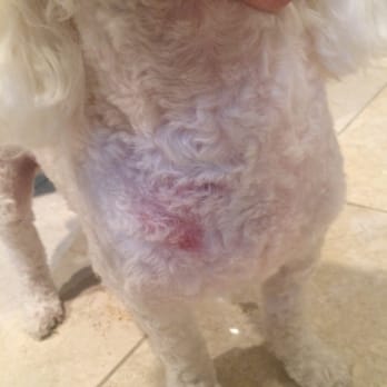 K9'S Paws & Claws - Unacceptable!!!!!! - Pet Groomers Near Me - Garland, Texas K9'S Paws & Claws - Unacceptable!!!!!! - Pet Groomers Near Me - Garland, Texas