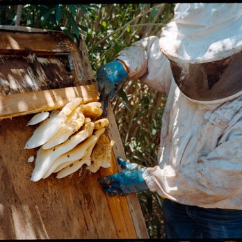 BeeMaster - Pest Control Near Me - Oro Valley, Arizona BeeMaster - Pest Control Near Me - Oro Valley, Arizona