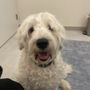Photo of Chewy Vet Care Delray Beach