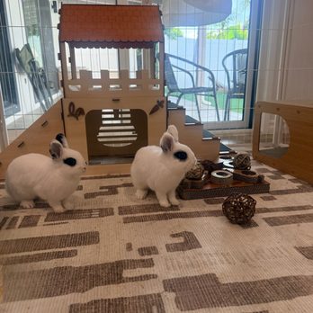 Bunny World Foundation - Community Service/Non-Profit Near Me - Los Angeles, California Bunny World Foundation - Community Service/Non-Profit Near Me - Los Angeles, California