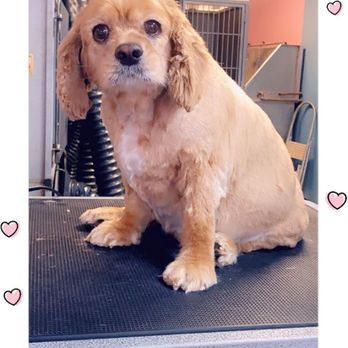 Pinky blue Grooming - Asia - Pet Groomers Near Me - Yonkers, New York Pinky blue Grooming - Asia - Pet Groomers Near Me - Yonkers, New York