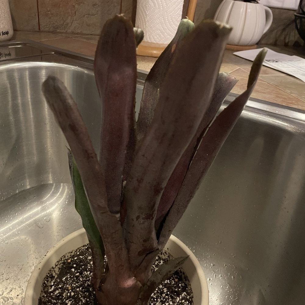 Bird Rock Tropicals - Neoregelia Vulcan x Black Knight - Nurseries & Gardening Near Me - Encinitas, California