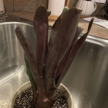 Bird Rock Tropicals - Neoregelia Vulcan x Black Knight - Nurseries & Gardening Near Me - Encinitas, California Bird Rock Tropicals - Neoregelia Vulcan x Black Knight - Nurseries & Gardening Near Me - Encinitas, California