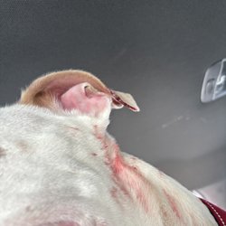 Pets a Go Go