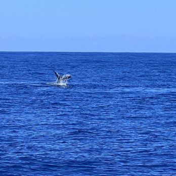 Sea Maui - Boat Charters Near Me - Lahaina, Hawaii Sea Maui - Boat Charters Near Me - Lahaina, Hawaii