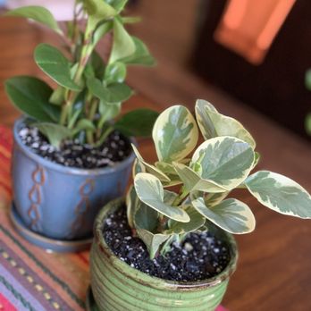 Shore Gardens Nursery - Peperomia - Nurseries & Gardening Near Me - San Clemente, California Shore Gardens Nursery - Peperomia - Nurseries & Gardening Near Me - San Clemente, California