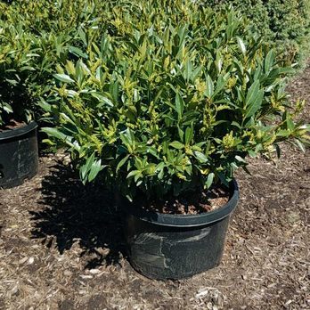 On Point Nursery - a variety of shrubs in pots - Nurseries & Gardening Near Me - Schwenksville, Pennsylvania On Point Nursery - a variety of shrubs in pots - Nurseries & Gardening Near Me - Schwenksville, Pennsylvania