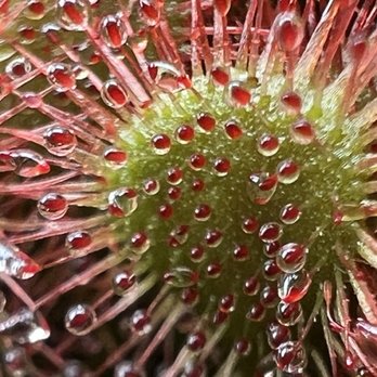 California Carnivores - Nurseries & Gardening Near Me - Sebastopol, California