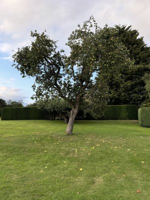 Mallory Court Country House Hotel & Spa by null