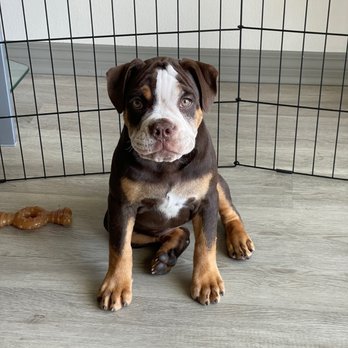 Karma Dog Training - Pet Training Near Me