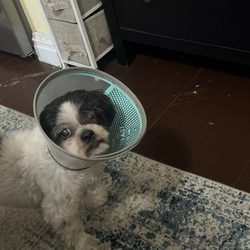 MixyPaws - My Sweet dog Pete recovering