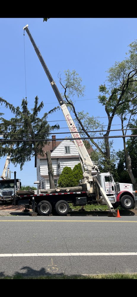 Carlos Tree Services - tree service in Paterson, NJ