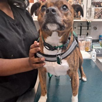 Palisades Veterinary Clinic - Maisie - Veterinarians Near Me - Washington, DC, District of Columbia