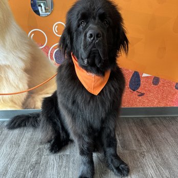 Dogtopia - Fresh and clean after a spa day! - Pet Groomers Near Me - Scottsdale, Arizona Dogtopia - Fresh and clean after a spa day! - Pet Groomers Near Me - Scottsdale, Arizona