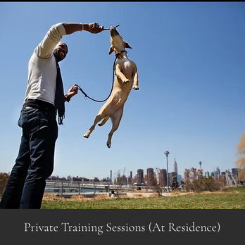 Big Blue Obedience - Pet Training Near Me Big Blue Obedience - Pet Training Near Me