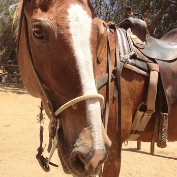 Circle K Riding Stables - Horse - Horseback Riding Near Me - Burbank, California Circle K Riding Stables - Horse - Horseback Riding Near Me - Burbank, California