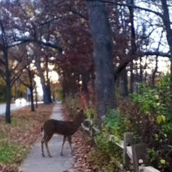 Deer doing its thing