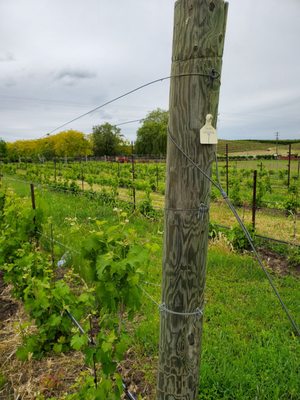 Saviah Cellars by null