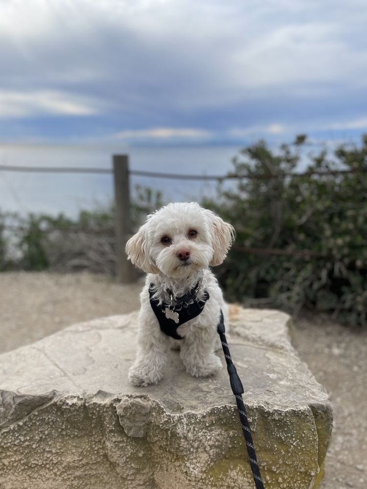 AM PM IDEAL PET CARE 559 Photos & 449 Reviews 13220 San Antonio Dr