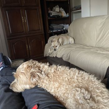 Gotta Go Pet Services - Rosie - Pet Sitting Near Me