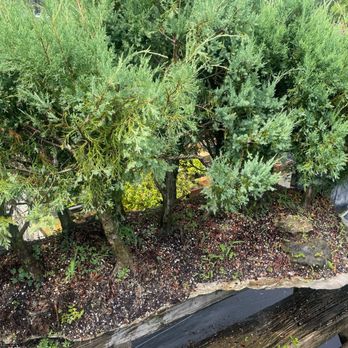 Miami Bonsai Specialists - a bonsai tree in a pot - Nurseries & Gardening Near Me - Miami, Florida Miami Bonsai Specialists - a bonsai tree in a pot - Nurseries & Gardening Near Me - Miami, Florida