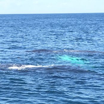 Cape Ann Whale Watch - Boat Charters Near Me - Gloucester, Massachusetts