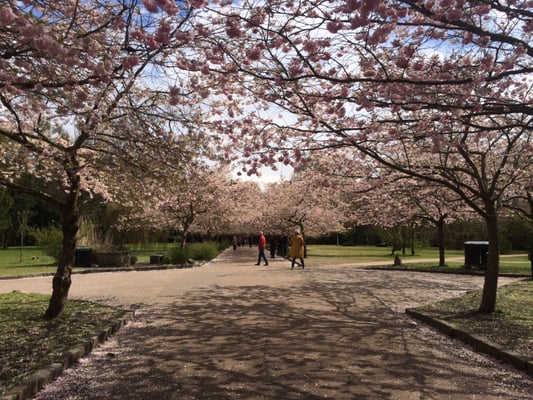 Bispebjerg Cemetery by null