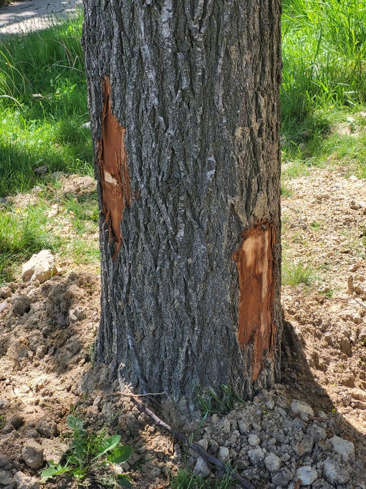 Slide of ARS Rescue Rooter