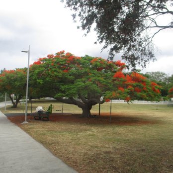 New Farm Park - Tree - Parks Near Me - New Farm, QLD
