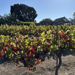CRŪ Winery