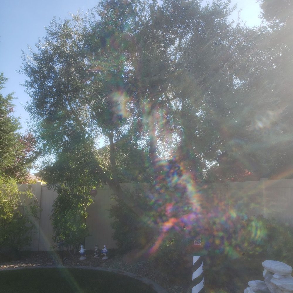 Roberto’s Tree Service - Tree Services Near Me Roberto’s Tree Service - Tree Services Near Me