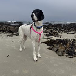 Listen to the Dogs Canine Training