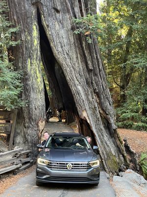 Drive-Thru Tree Park Leggett by null