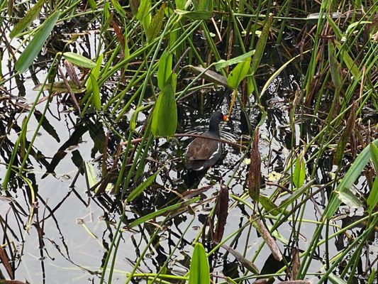 Green Cay Nature Center & Wetlands by null