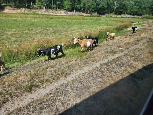 Cranberry Bog Tours by null