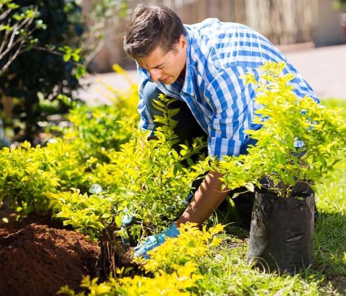 Springfield Tree Removal Services - tree service in Springfield, IL