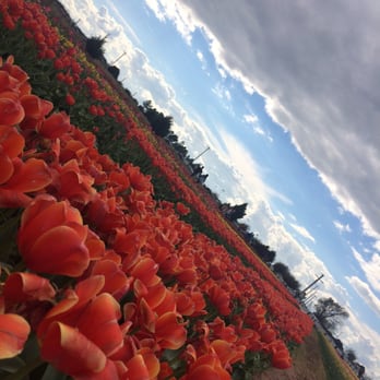 Texas-Tulips - Nurseries & Gardening Near Me - Pilot Point, Texas