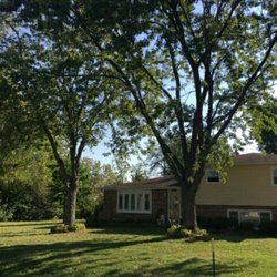 Ryan's Tree Care - Removal of 2 large maple trees in front of the house.
