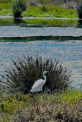 Malibu Lagoon State Beach by null