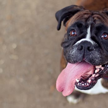 Sandy Animal Clinic - Veterinarians Near Me - Sandy, Utah Sandy Animal Clinic - Veterinarians Near Me - Sandy, Utah