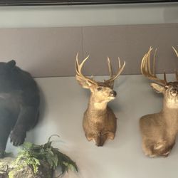Fat Chad’s Tap & Steakhouse - Wall mounts