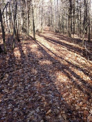 Finger Lakes National Forest by null