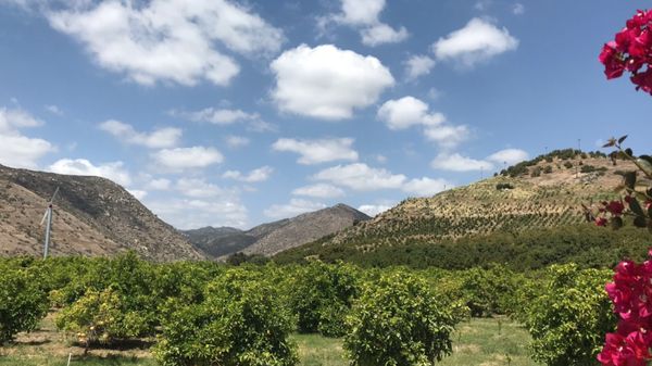 Rancho Guejito Vineyard by null