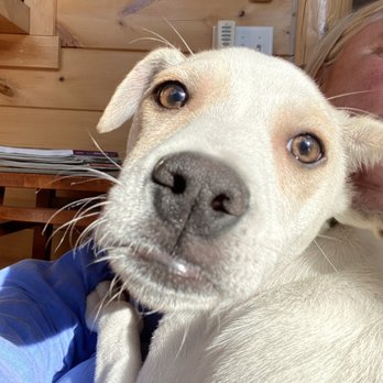 Spca of Upstate Ny - Cooper - Animal Shelters Near Me - Queensbury, New York Spca of Upstate Ny - Cooper - Animal Shelters Near Me - Queensbury, New York