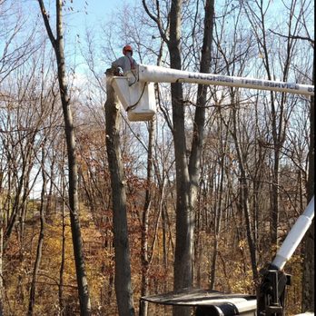 Lucchesi Tree Service - Tree Services Near Me Lucchesi Tree Service - Tree Services Near Me