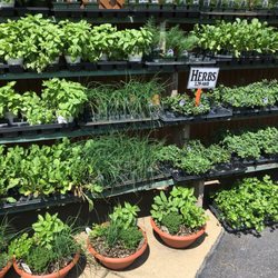 Marini Produce & Christmas Trees