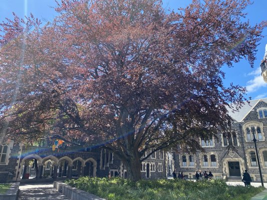 The Arts Centre Te Matatiki Toi Ora by null