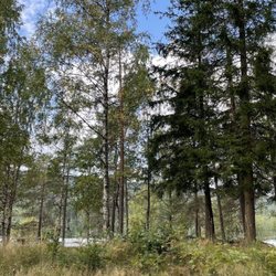Sognsvann